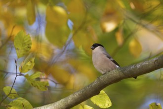 Northern Bullfinch - Gimpel - Pyrrhula pyrrhula pyrrhula, Germany, female adult, Europe