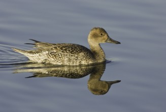 Northern Pintail (Anas acuta) female, California, USA, North America