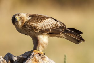 Booted Eagle (Hieraaetus pennatus) female, Castile and Leon, Spain, Europe