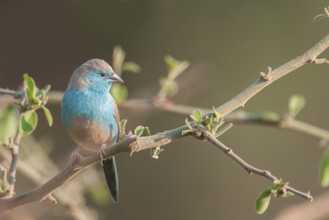 Red-cheeked Cordon-bleu (Uraeginthus bengalus) male, Mpumalanga, South Africa, Africa