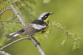 Magnolia Warbler (Setophaga magnolia), Ontario, Canada, North America