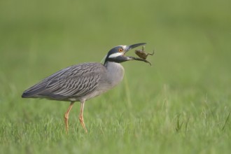 Yellow-crowned Night Heron - Kitty Hollow County Park, Missouri City, Texas