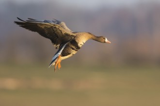 Greater White-fronted Goose (Anser albifrons) landing, North Rhine-Westphalia, Germany, Europe