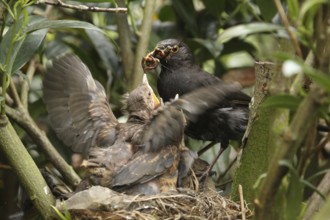 Common Blackbird (Turdus merula) juvenile male, Lower Saxony, Germany, Europe