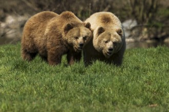 Two bears walking close together through green grass in nature, brown bear (Ursus (arctos),