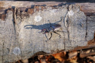 Majesty of the forest - stag beetles in the Swabian Pre-Alps
