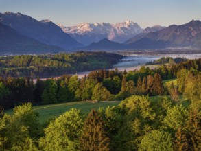 Aerial view, trees, forest, meadow, light green leaves, morning light, fog, mountains, sunny,