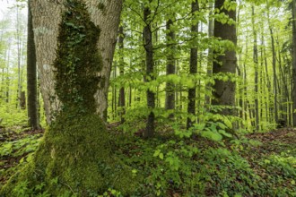 Trees, forest, light green leaves, beech forest, spring, Alpine foothills, Bavaria, Germany, Europe
