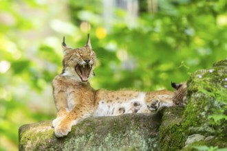 Eurasian lynx (Lynx lynx) lying in a forest, Bavaria, Germany, Europe