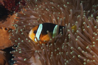 A colourful Clark's anemonefish (Amphiprion clarkii) hides protected in a sea anemone, dive site