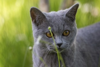 Seven-month-old British Shorthair cat in the garden
