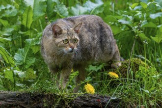 European wildcat, wild cat (Felis silvestris silvestris) foraging in grassland, meadow
