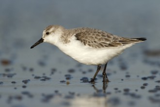 Drieteenstrandloper foerageren, Sanderling foraging