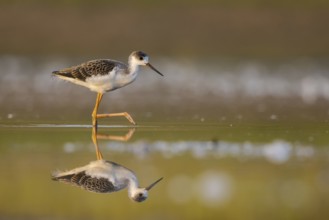 Black-winged Stilt (Himantopus himantopus) juvenile foraging, North Rhine-Westphalia, Germany,