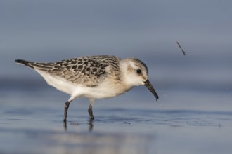 Sanderling (Calidris alba) foraging, Mecklenburg-Western Pomerania, Germany, Europe