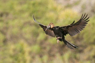 African Darter (Anhinga rufa) flying, Western Cape, South Africa, Africa