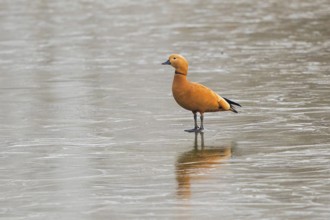 Ruddy Shelduck (Tadorna ferruginea) male on ice surface, Baden-Wuerttemberg, Germany, Europe