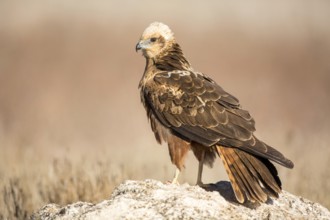 Western Marsh Harrier (Circus aeruginosus) female, Castile-La Mancha, Spain, Europe