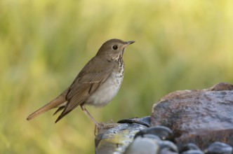 Hermit Thrush (Catharus guttatus), Texas, USA, North America