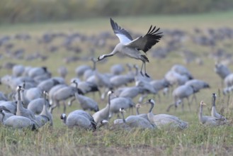 Common Crane (Grus grus) flying, Mecklenburg-Western Pomerania, Germany, Europe