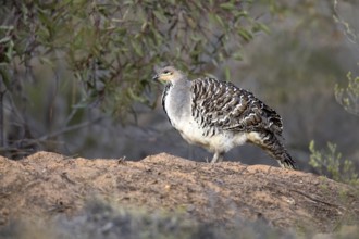 Malleefowl (Leipoa ocellata), Victoria, Australia, Oceania