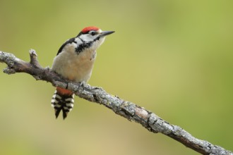 Great Spotted Woodpecker (Dendrocopos major) juvenile perched on a branch, Andalusia, Spain, Europe