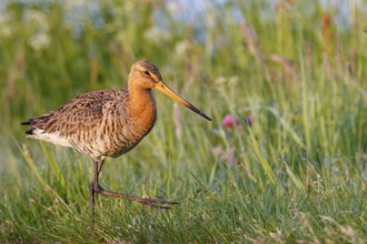 Black-tailed Godwit (Limosa limosa), Netherlands