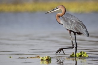 Goliath Heron (Ardea goliath), Nechisar National Park, Ethiopia, Africa