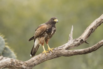 Harris's Hawk (Parabuteo unicinctus) juvenile, Texas, USA, North America