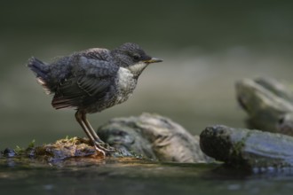 White-throated Dipper (Cinclus cinclus) juvenile, North Rhine-Westphalia, Germany, Europe
