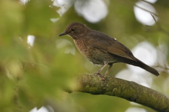 Common Blackbird (Turdus merula) female perched on a branch, North Rhine-Westphalia, Germany,