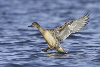 Northern Pintail (Anas acuta) female flying, British Columbia, Canada, North America