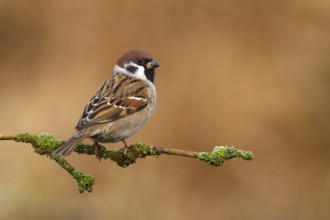 Eurasian Tree Sparrow (Passer montanus) male, Utrecht, Netherlands