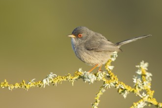 Balearic Warbler (Sylvia balearica) male, Mallorca, Spain, Europe