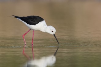 Black-winged Stilt (Himantopus himantopus) female foraging, Eilat, Israel, Asia