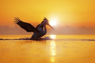 Bird with morning sunrise. Dalmatian pelican, Pelecanus crispus, in Lake Kerkini, Greece. Pelican