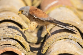 Lesser Kestrel (Falco naumanni) male on a roof, Castile-La Mancha, Spain, Europe