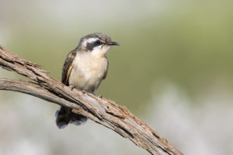 Black-eared Cuckoo (Chrysococcyx osculans), South Australia, Australia, Oceania