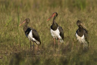 Black Stork (Ciconia nigra), Saxony-Anhalt, Germany, Europe