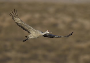 Sandhill Crane (Antigone canadensis) flying, New Mexico, USA, North America