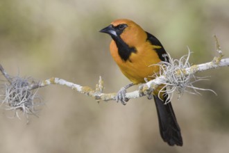 Altamira Oriole (Icterus gularis), Texas, USA, North America