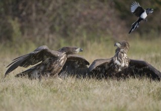 White-tailed Eagle (Haliaeetus albicilla) juvenile, Poland, Europe