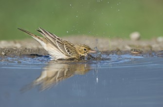 Tree Pipit (Anthus trivialis) bathing at a waterhole, Aosta Valley, Italy, Europe