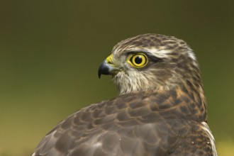 Eurasian Sparrowhawk (Accipiter nisus), Utrecht, Netherlands