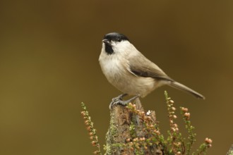 Marsh Tit (Poecile palustris), Rhineland-Palatinate, Germany, Europe