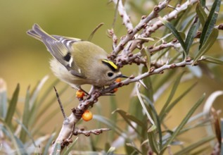 Goldcrest (Regulus regulus), Schleswig-Holstein, Germany, Europe