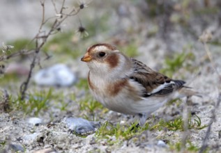 Snow Bunting (Plectrophenax nivalis), Schleswig-Holstein, Germany, Europe