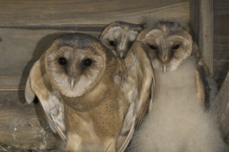 Western Barn Owl (Tyto alba) juvenile, Saxony, Germany, Europe