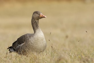 Greylag Goose (Anser anser), Bavaria, Germany, Europe
