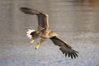 White-tailed eagle (Haliaeetus albicilla), in flight, Lofoten, Norway, Europe